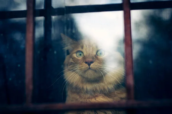 Um gato vermelho está sentado atrás do vidro e bares, olhando tristemente para a rua. Fotografia De Stock