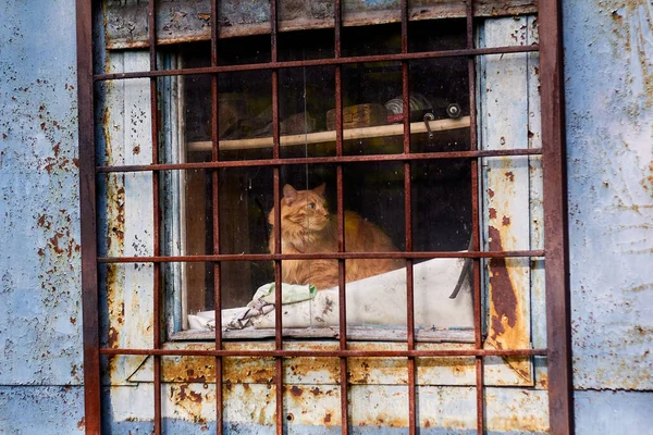 Kızıl kedi cam ve parmaklıkların arkasında oturuyor, arkasına bakmaktan korkuyor..