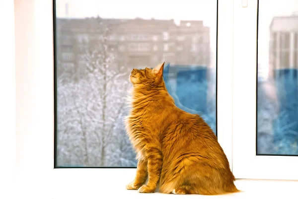 Kızıl saçlı evcil bir kedi pencere eşiğinde oturuyor..