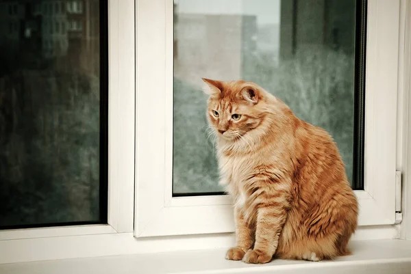 Kızıl saçlı evcil bir kedi pencere eşiğinde oturuyor..