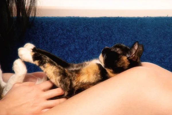 Kedi dizlerinin üzerinde uzanıyor ve eğleniyor..