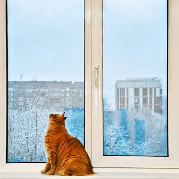 Kızıl saçlı evcil bir kedi pencere eşiğinde oturuyor..