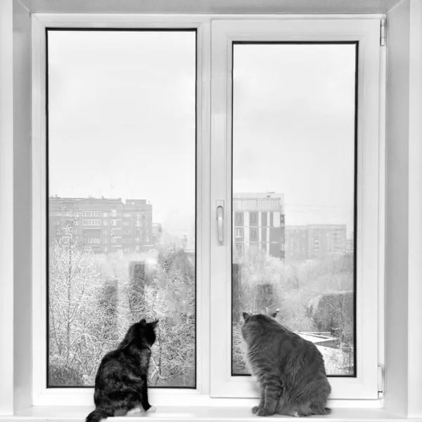 Bir kedi ve bir kedi pencere eşiğinde oturup pencereden dışarı bakıyorlar..