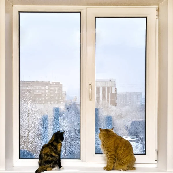 Bir kedi ve bir kedi pencere eşiğinde oturup pencereden dışarı bakıyorlar..
