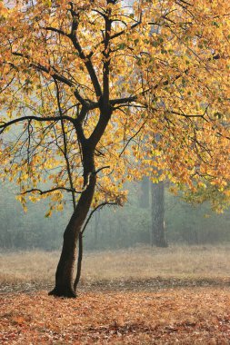 Sis içindeki sonbahar ormanı. Sonbahar sabahı bir ormanda ağaç ve ağaç kütüğü. Karanlık siluetler ve parlak renkler sislerin arasından süzülüyor..