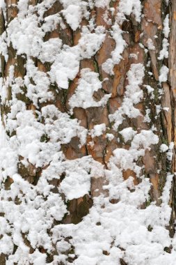 Karlı meşe kabuğunun arka planı.