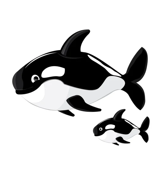 Killer whale cartoon vector — Stock Vector