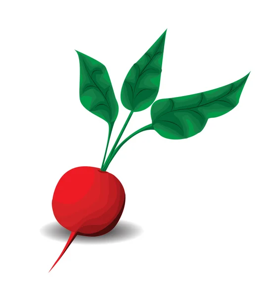Fresh radishes — Stock Vector