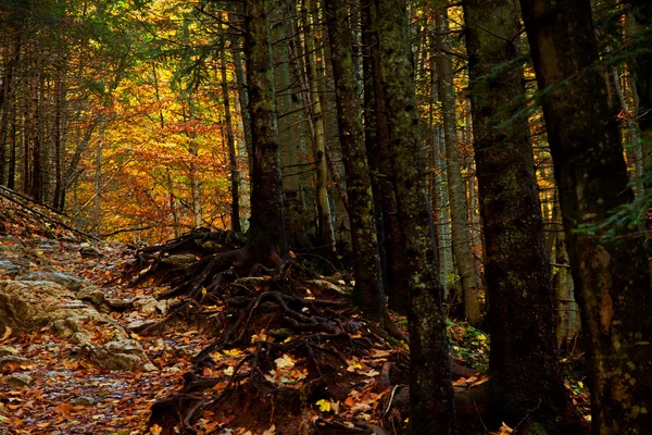 Sentier en forêt de montagne — Photo