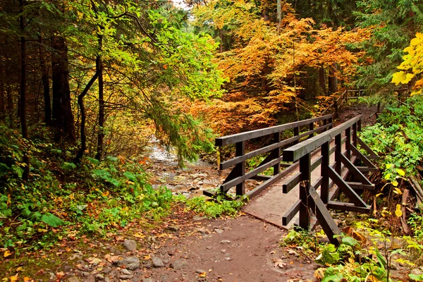 Caminho de pista com ponte na floresta de montanha — Fotografia de Stock