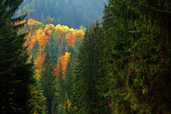Arbres colorés dans la forêt de montagne — Photo