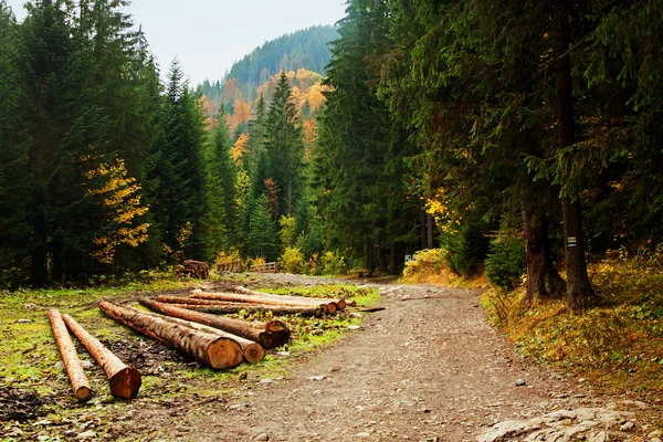 Paisagem de montanha com floresta arbórea — Fotografia de Stock