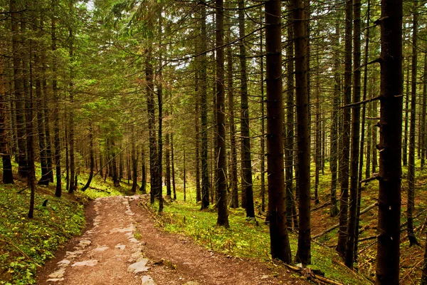 Pista na floresta de montanha — Fotografia de Stock