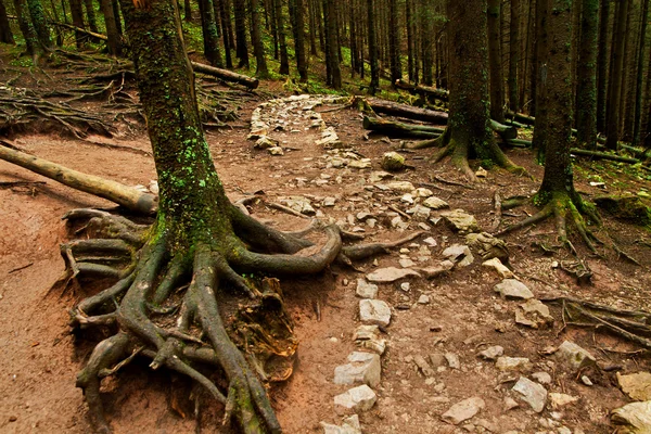 Caminho da trilha rochosa na floresta de montanha — Fotografia de Stock