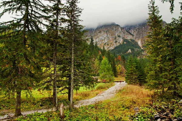 Berglandskap med träd skog — Stockfoto