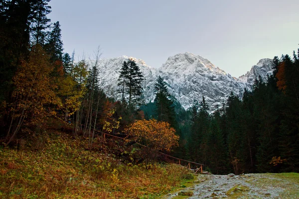 Berglandskap med träd skog — Stockfoto