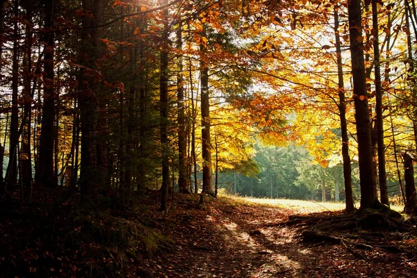 Sendero en bosque de montaña — Foto de Stock