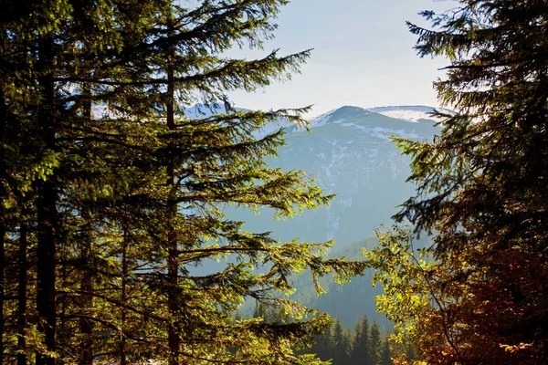 Berglandskap med träd skog — Stockfoto