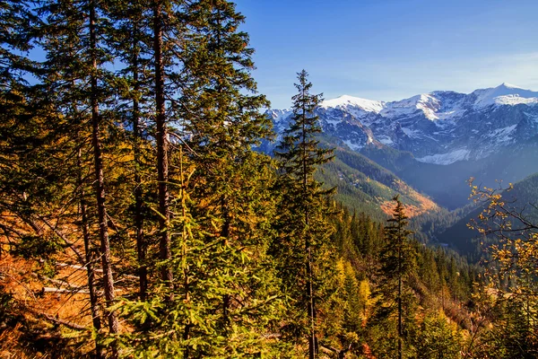 Landschap met boom forest — Stockfoto