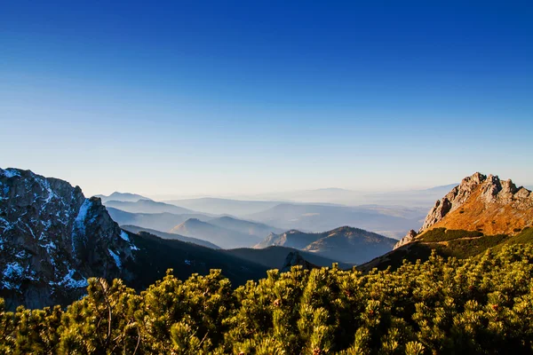 与树森林山全景风景 — 图库照片