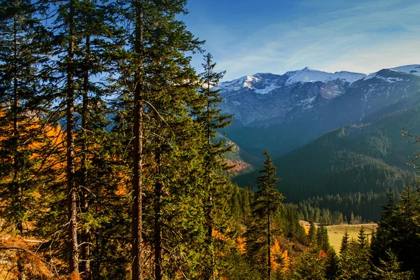 Berglandskap med träd skog — Stockfoto