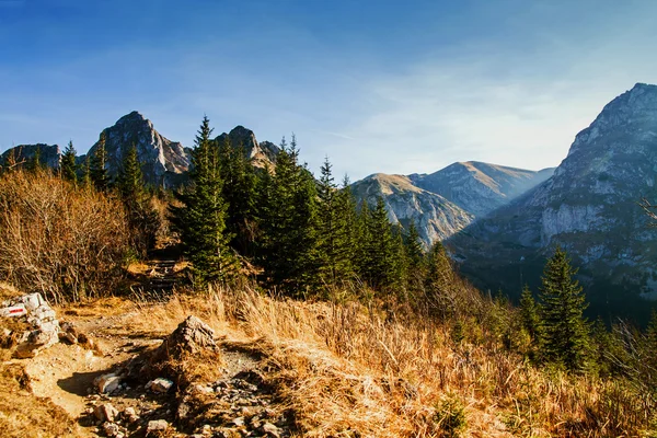 Paisaje de montaña con bosque —  Fotos de Stock