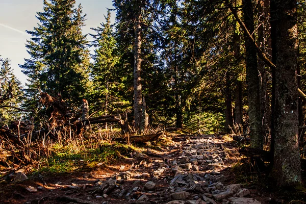 Pista na floresta de montanha — Fotografia de Stock