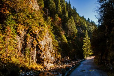 Dağ orman iz yolu