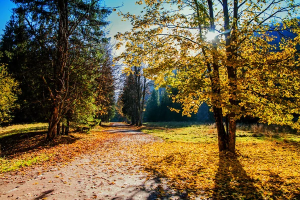 Sentier en forêt de montagne — Photo