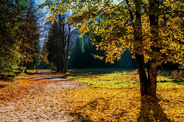 Sentier en forêt de montagne — Photo