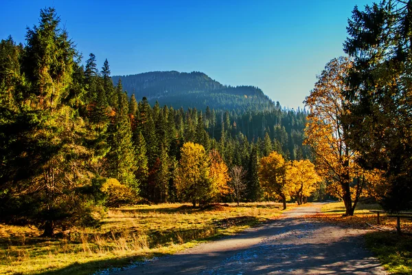 Track pad in bergbos — Stockfoto