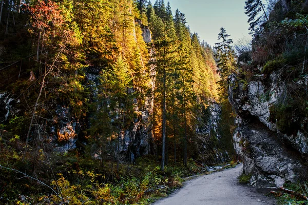 Sentiero nel bosco di montagna — Foto Stock