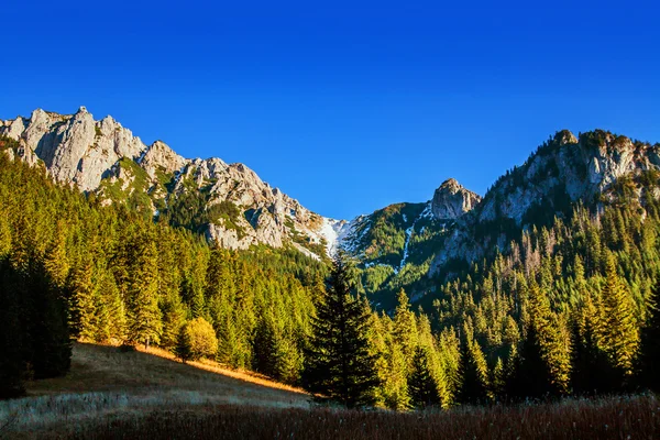 与树森林山风景 — 图库照片