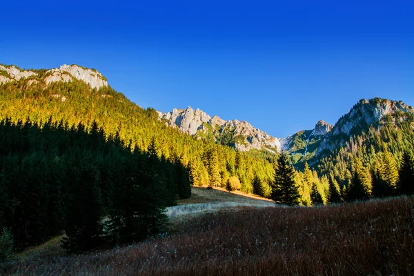 Dağ manzarası ile ağaç orman — Stok fotoğraf