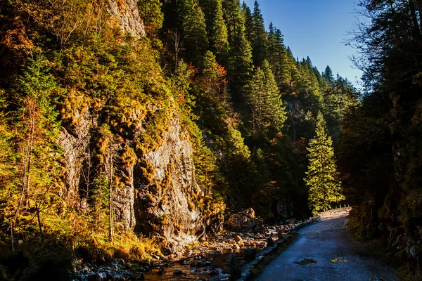 Pista na floresta de montanha — Fotografia de Stock