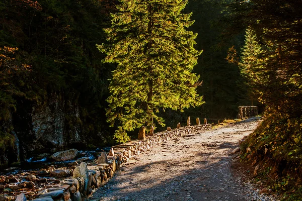 Pista na floresta de montanha — Fotografia de Stock