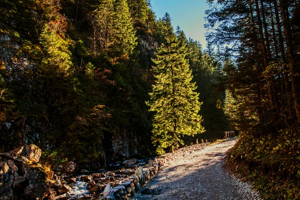 Sentiero nel bosco di montagna — Foto Stock