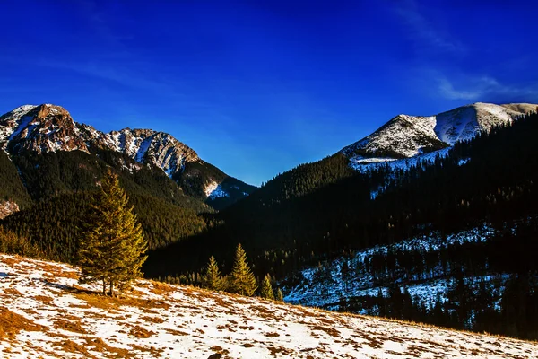 Besneeuwde berglandschap met pijnbomen — Stockfoto