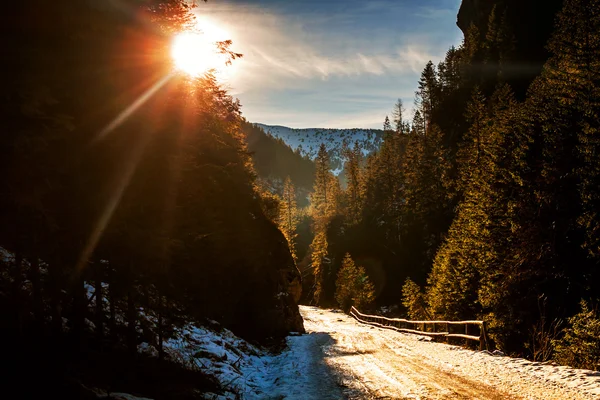 Besneeuwde bergwereld in forest met brug — Stockfoto