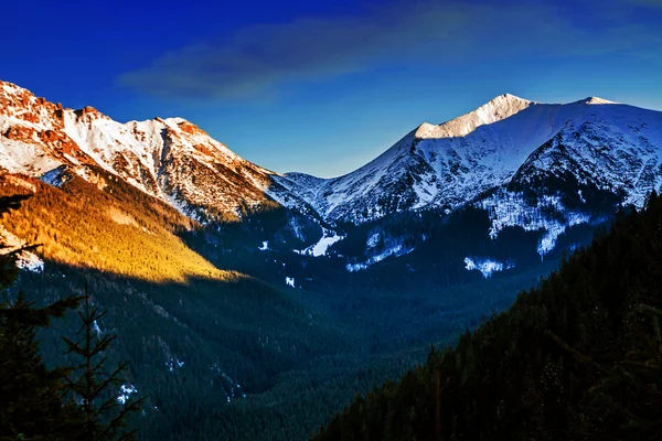 Montagna paesaggio innevato con pini — Foto Stock