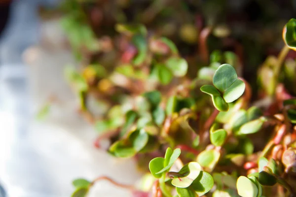 Crecimiento de brotes orgánicos verdes — Foto de Stock