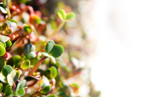 Groene biologische spruiten groei — Stockfoto