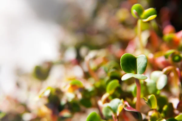 Groene biologische spruiten groei — Stockfoto