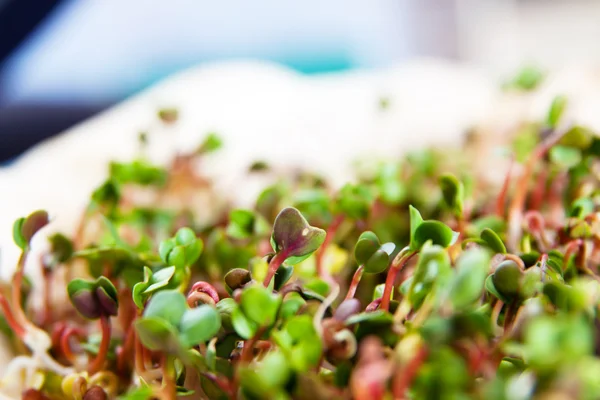 Crecimiento de brotes orgánicos verdes —  Fotos de Stock