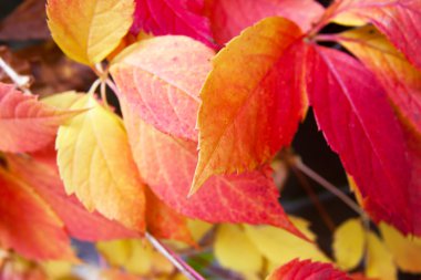 Sonbahar kırmızı renkli ağaç yaprak