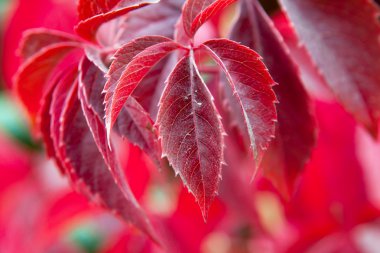 Sonbahar kırmızı renkli ağaç yaprak