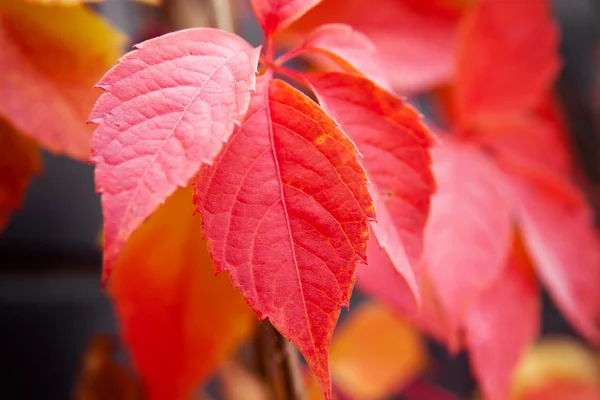 Podzimní červené barevné listí — Stock fotografie