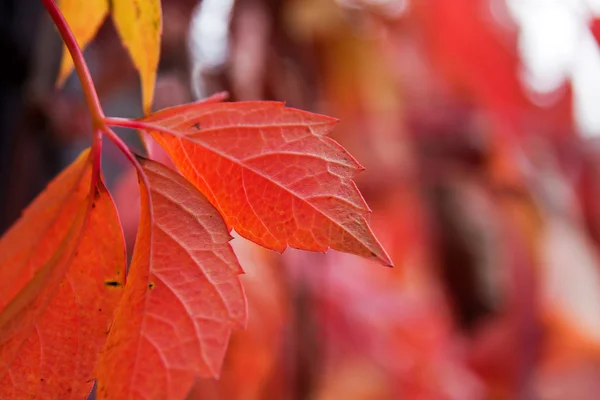 Podzimní červené barevné listí — Stock fotografie