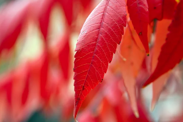 Podzimní červené barevné listí — Stock fotografie