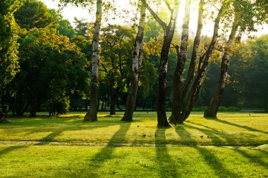 Ağaçlar yeşil park